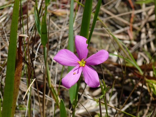 {Sabatia grandiflora}